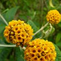 Buddleja globosa fleur P9